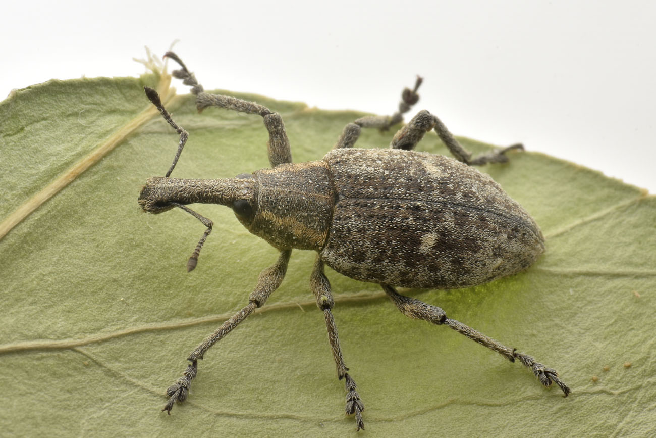 Curculionidae: Lepyrus palustris?